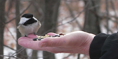 Chickadee Photography and Viewing Tour primary image