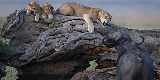 Immagine principale di Wildlife Photographer of the Year Exhibition 