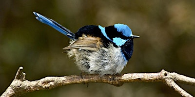 Primaire afbeelding van Up with the Birds!  Birding by Ear Breakfast Session