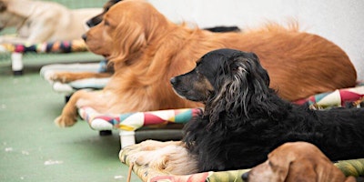 Imagem principal de Workshop de Treinamento de Cães