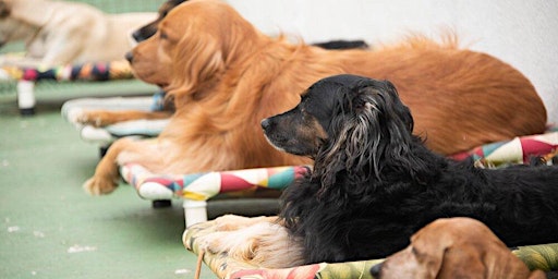 Imagen principal de Workshop de Treinamento de Cães
