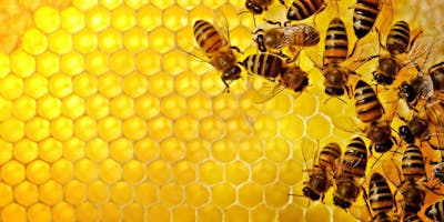 Beginning Beekeeper Course Fall 2019