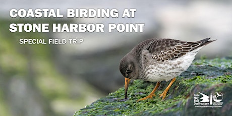 Coastal Birding at Stone Harbor Point primary image
