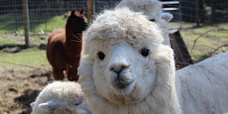 Regenerative Agriculture Farm Tour at Paca Pride primary image