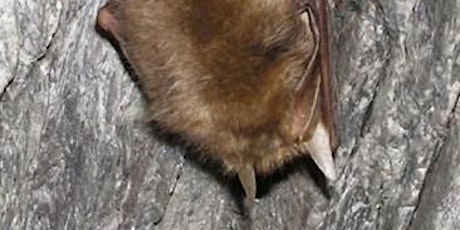 Imagen principal de Bat Hibernation Assessments - Non-Classic Sites