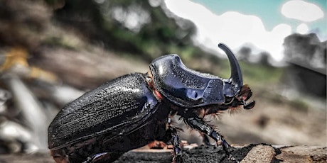 Coconut Rhinoceros Beetle FAQ with CRB Hawaii at City Mill Waianae