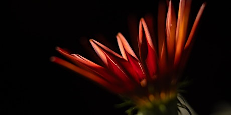 Imagen principal de The Leica Conversations | Capture Floral Beauty: Macro Photography with SL2