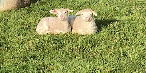 Hauptbild für 2024 Lambing Sunday