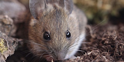 Mammal Tracks and Signs with Peter Pilbeam primary image