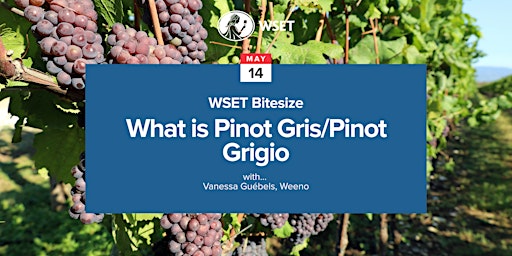 WSET Bitesize - What is Pinot Gris/Pinot Grigio?