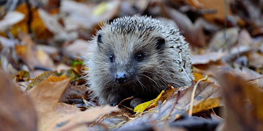 Hedgehog Friendly Walk on Barnes Common primary image