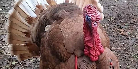 Thanksgiving Turkey Order primary image