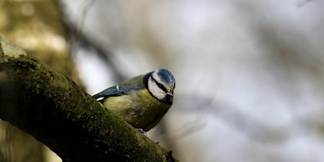 Introduction to Bird Identification and Birdsong with Paul Gosling