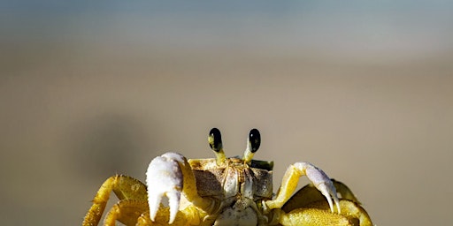 Primaire afbeelding van Spring Crabbing