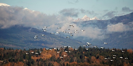 Snow Geese and Swans of the Skagit Valley primary image