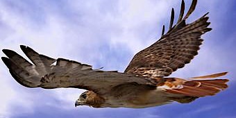 Image principale de Raptors of Western Washington - 5 -part class (separate sign up required!)