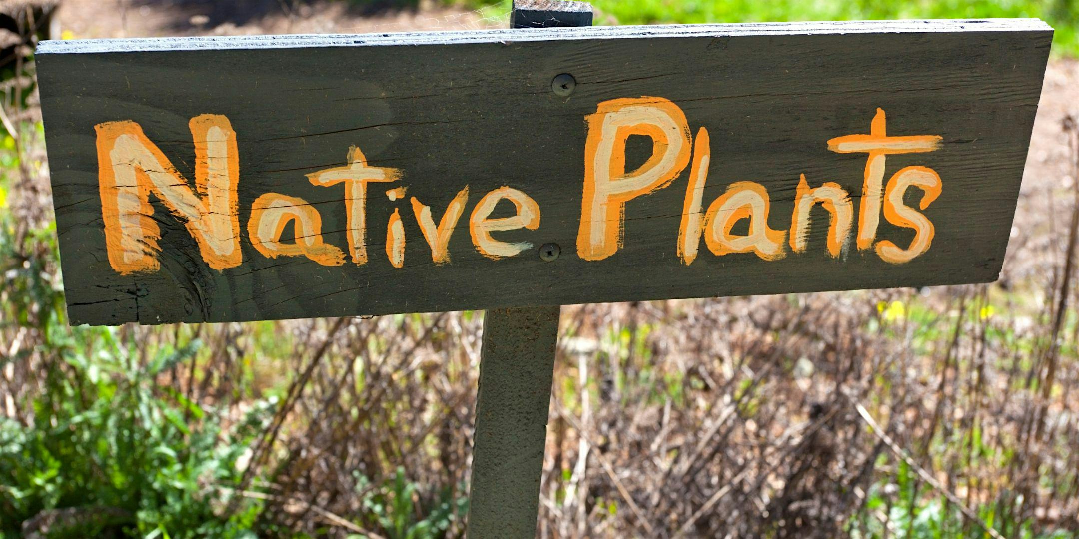 Lunch &amp; Learn: Going Native with Florida Plants