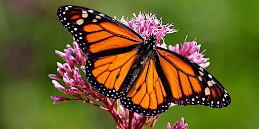 Primaire afbeelding van BUTTERFLIES WE SEE IN SOUTH FLORIDA w/ NABA West Palm Beach MOUNTS BOTANICA