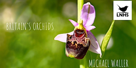 Britain's Orchids by Michael Waller primary image