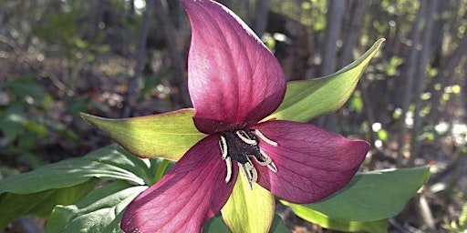 Come Alive with a guided Spring Forest Therapy walk at Albion Hills! primary image