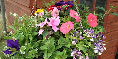 Create a Summer Hanging Basket primary image