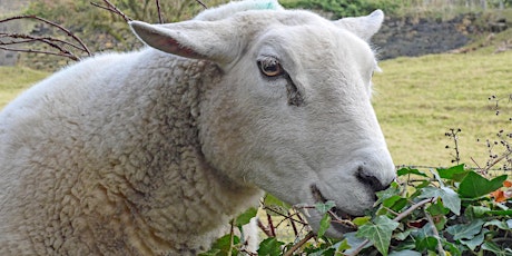 Primaire afbeelding van SLBI Speaker Series: Why does a sheep eat ivy?