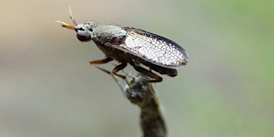 Immagine principale di Snail-killing Flies with John Showers 