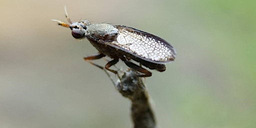 Imagem principal do evento Snail-killing Flies with John Showers