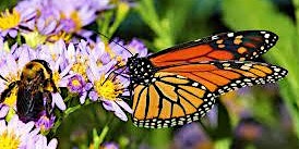 Imagen principal de Wednesday Wander -  Bees & Butterflies
