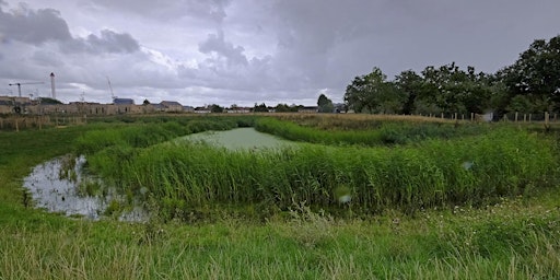 The Wetland & Flood Alleviation Scheme  at Headstone Manor Park