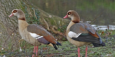 Wednesday Wander - Bird Watching