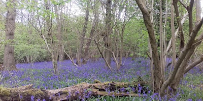 Woodland Plants and Plant Communities with Lewis Saunders primary image