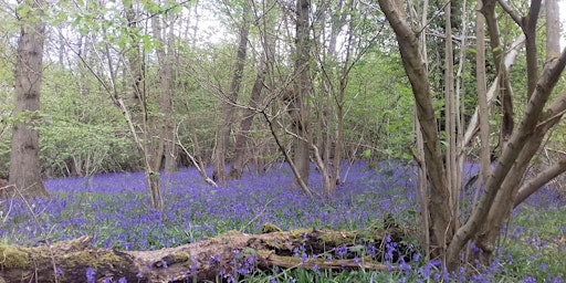 Woodland Plants and Plant Communities with Lewis Saunders primary image