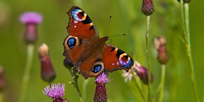 Primaire afbeelding van Butterfly Identification and Ecology with Andrew Bladon and Matt Hayes