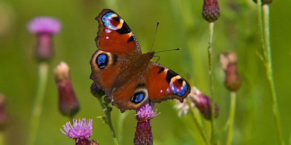 Butterfly Identification and Ecology with Andrew Bladon and Matt Hayes