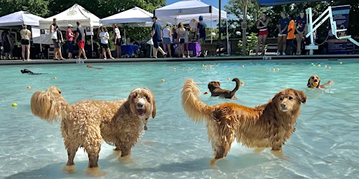 Imagem principal do evento 2024 Doggie Splash