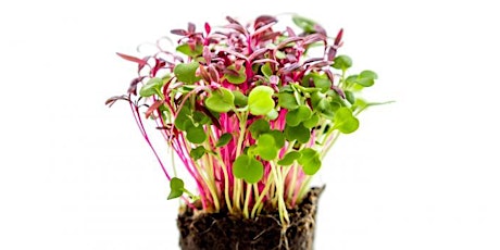 Everything you need to know about Microgreens #60minutes primary image