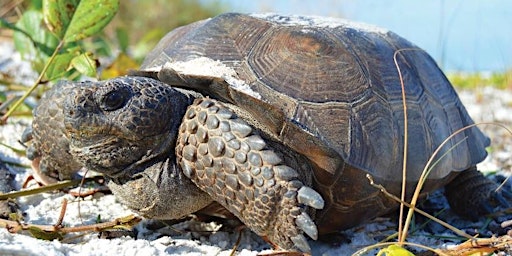 Primaire afbeelding van Great Gopher Tortoises