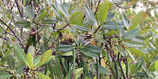 Image principale de Magnificent Mangroves