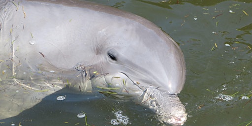 Primaire afbeelding van Delightful Dolphins