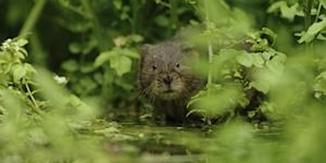 Introduction to Water Vole ecology and surveys
