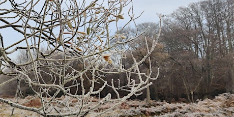 Immagine principale di Christmas Walk in Epping Forest - Guided Walk 