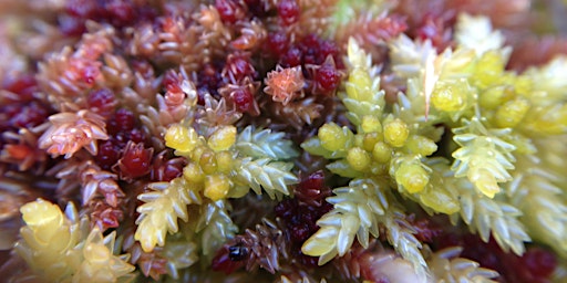 Sphagnum Mosses: Field Identification Course primary image