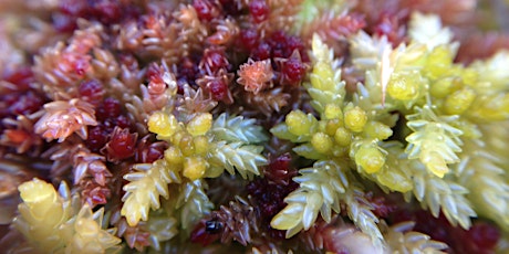 Sphagnum Mosses: Field Identification Course