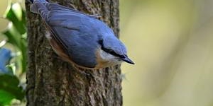 Hauptbild für Learning Bird Sounds