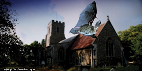 Bats in Churches Study workshop  primary image