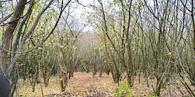 Cutting, Raking and Habitat Making @ Castlefield & Rowliff Woods primary image