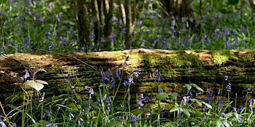 Bluebell Guided Walk at Gutteridge Wood primary image