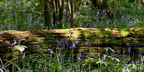 Bluebell Guided Walk at Gutteridge Wood