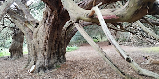 Samhain Yew Tree Shamanic Initiation into Her Mysteries primary image
